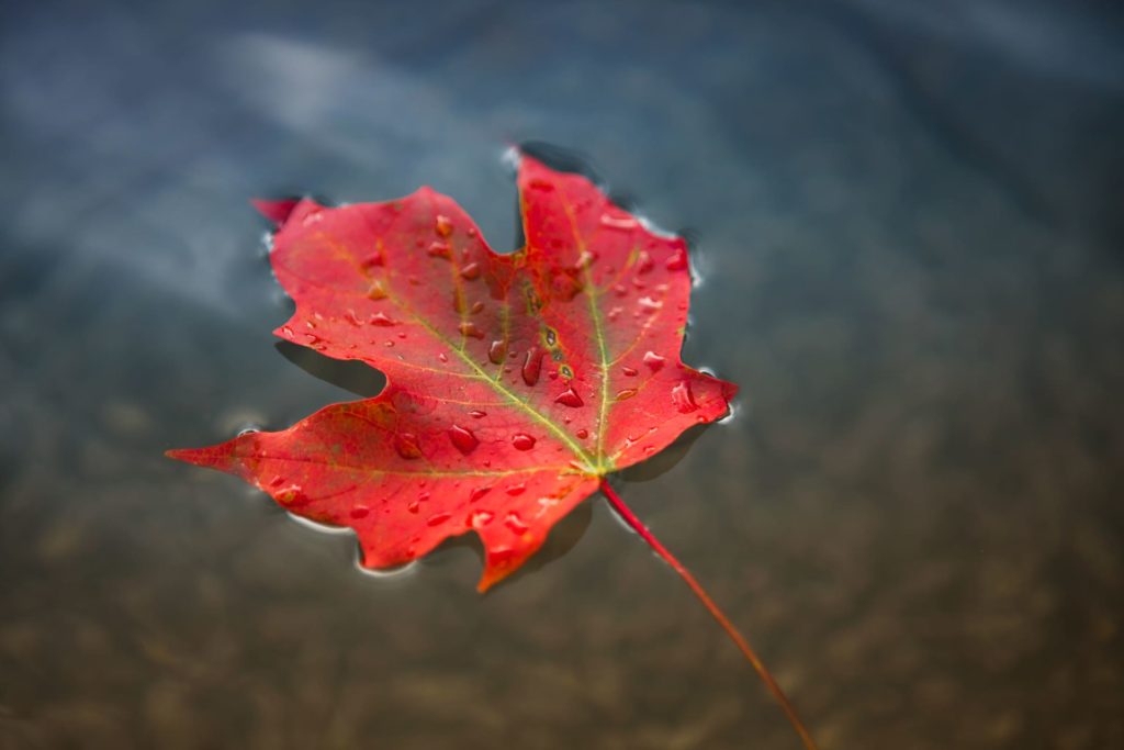 Red autumn leaf floating on water with water droplets.
